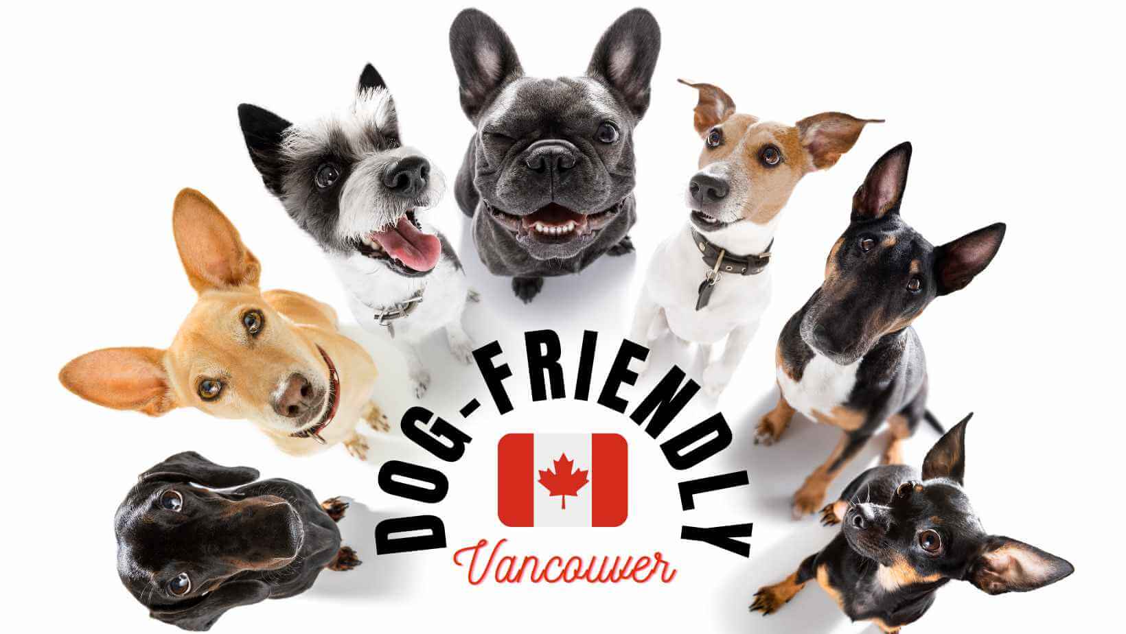 Dog-Friendly Vancouver Banner